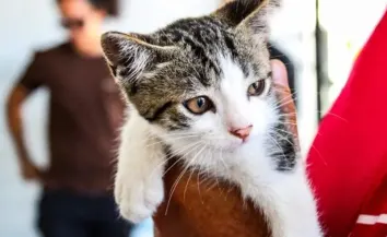 Cabo Frio promove feira de adoção de cães e gatos neste sábado