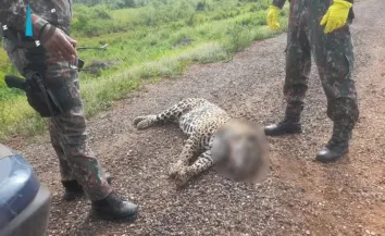 Câmara aprova proposta que pretende reduzir mortes de animais silvestres em rodovias no Brasil