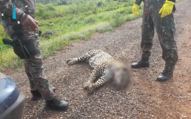 Câmara aprova proposta que pretende reduzir mortes de animais silvestres em rodovias no Brasil