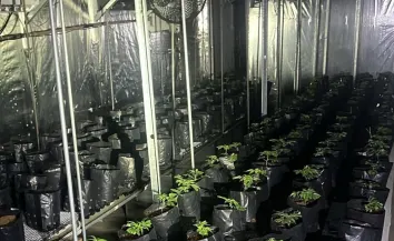 Polícia apreende cerca de 200 pés de maconha em galpão na Grande SP