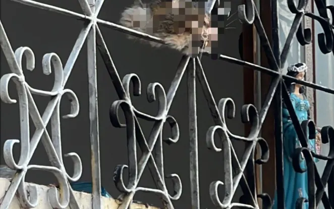 Morador que pendurou cabeça de gato na janela não soube explicar o motivo para a polícia em Divinópolis