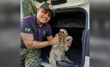 Guarda Civil Municipal resgata bicho-preguiça em chácara no Mato Dentro